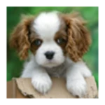 Logo of Cute puppy android Application 