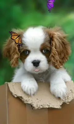 Cute puppy android App screenshot 0